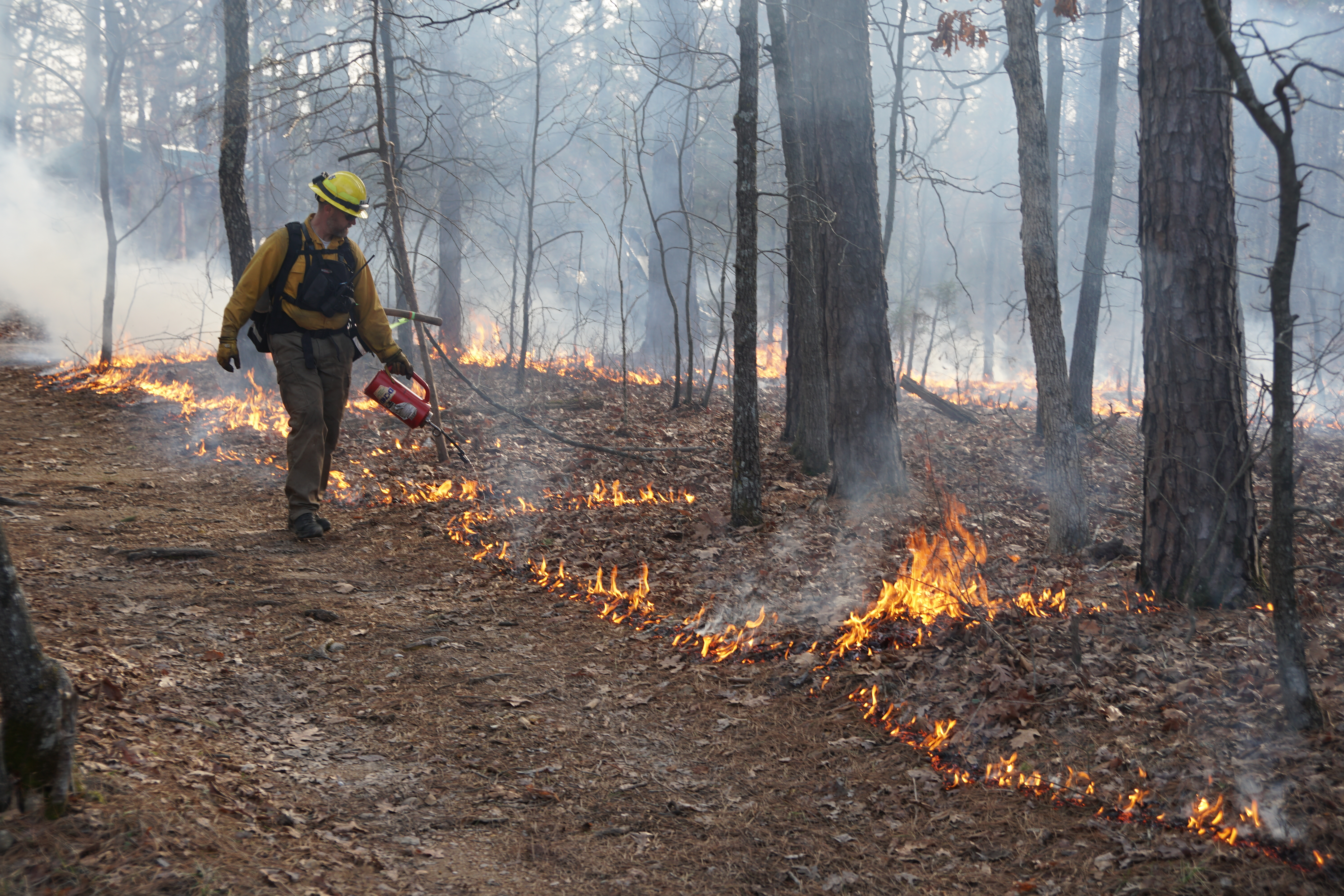 "fireman walks the edge of an active controlled burn site in a forest.